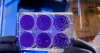 What a 2005 Mouse Study Taught Us About Ageing, Regeneration and the Future of Exosome Therapy